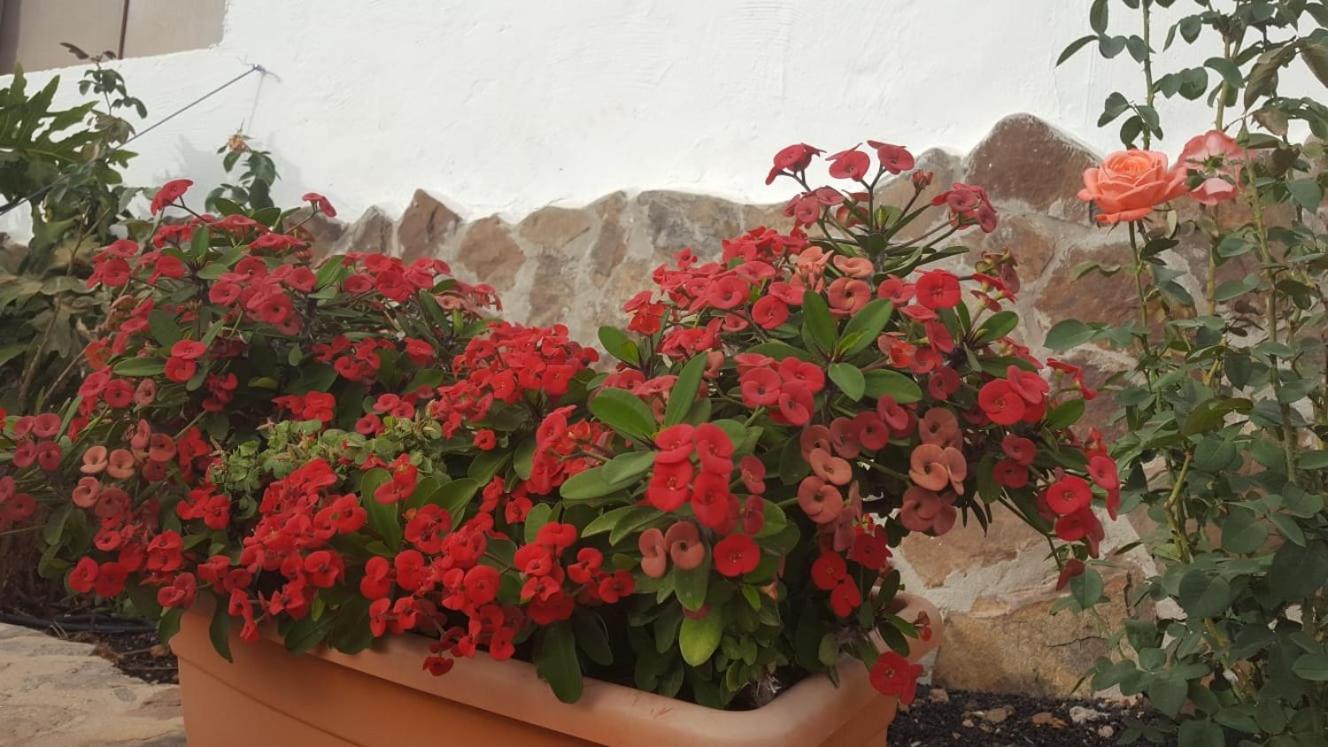 Casa Reyes Fataga Apta Reyes Dış mekan fotoğraf